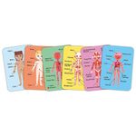 Puzzle Magnético Cuerpo Humano