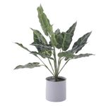 Planta Con Pote 40 Cm - Concepts