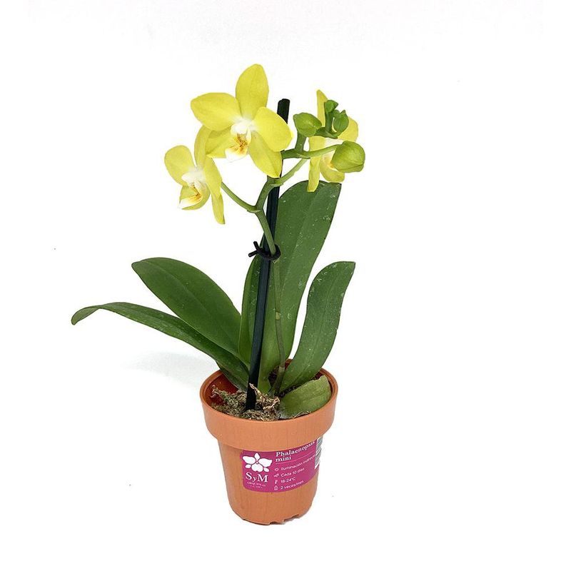 Maceta con Orquídea Phalaenopsis Mini 8 Cm Colores Surtidos