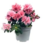 Maceta con Azalea Holandesa Rosa 17 Cm