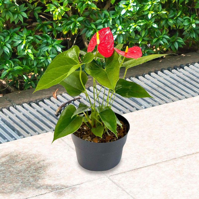 Planta-Natural-Anturio-Mediano---Orquideas-Sym