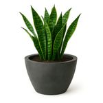 Maceta Verona Negro Antiguo 70 x 52 Cm