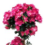 Planta Artificial Flores Rosa con Maceta