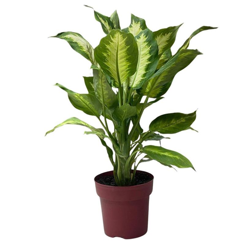 Follaje Artificial Diffenbachia dn Maceta 14 Cm