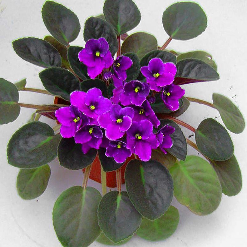 Semilla-de-Violeta