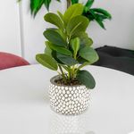 Planta-Decorativa-11x11x25-Cm---Concepts
