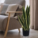 Planta-Oreja-De-Burro-Con-Pote-60x36x60-Cm---Concepts