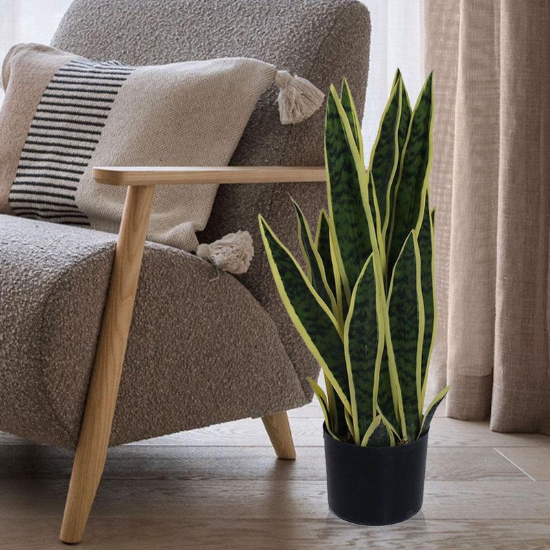 Planta-Oreja-De-Burro-Con-Pote-60x36x60-Cm---Concepts
