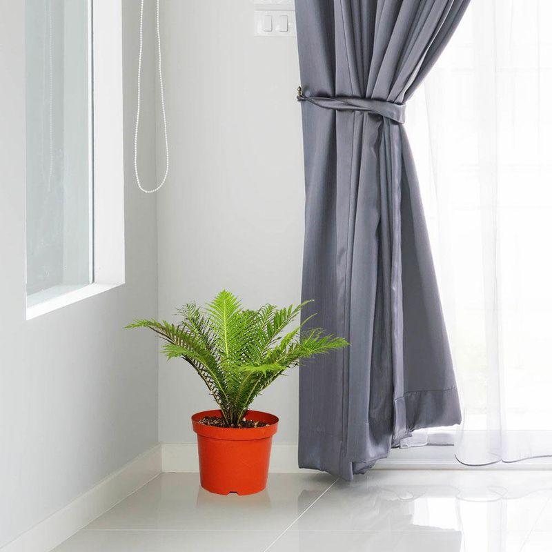 Planta-Natural-de-Semi-Sombra-10
