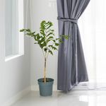 Planta-Natural-Tropical-9