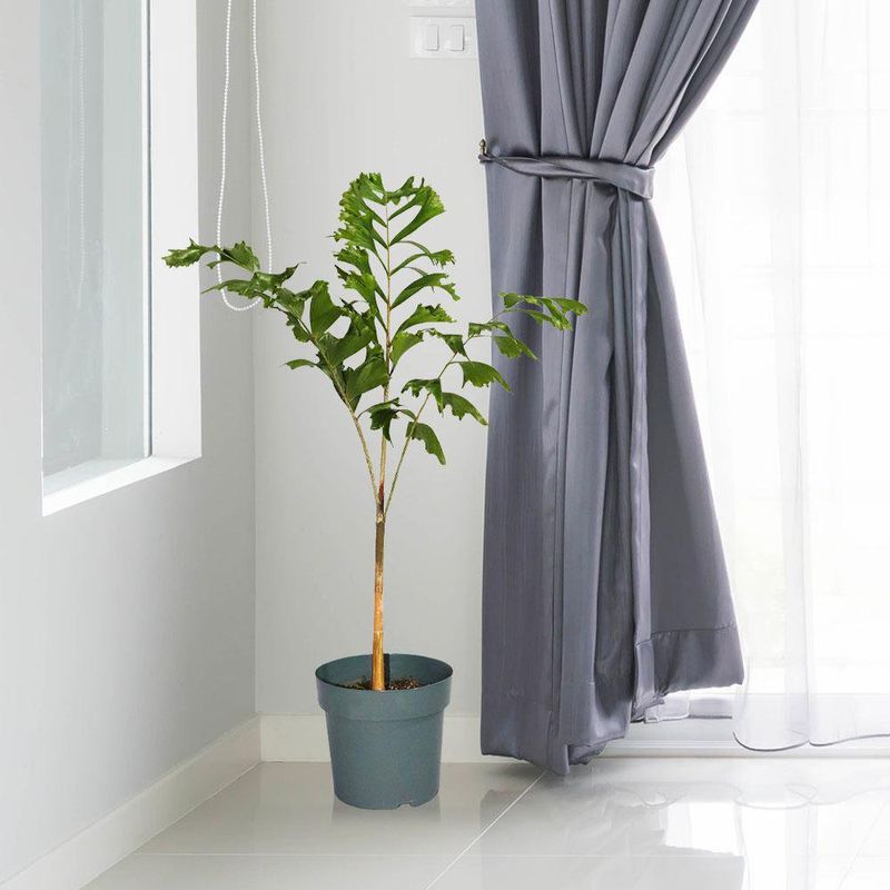 Planta-Natural-Tropical-9