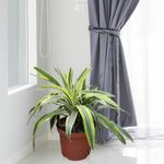 Planta-Natural-Tropical-8-Diseños-Surtidos