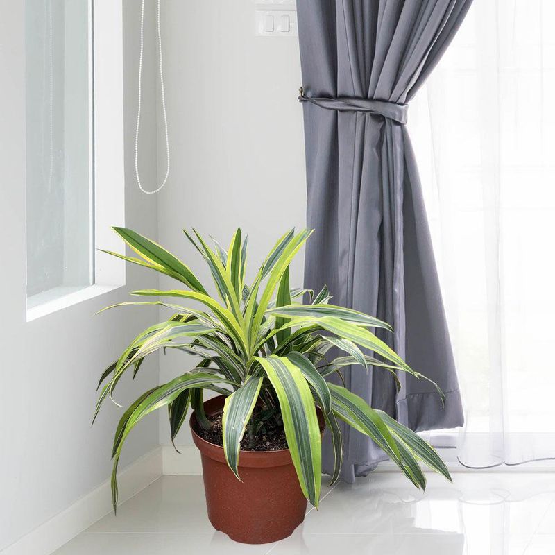 Planta-Natural-Tropical-8-Diseños-Surtidos