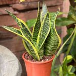 Planta-Natural-Sanseviera-Mediana