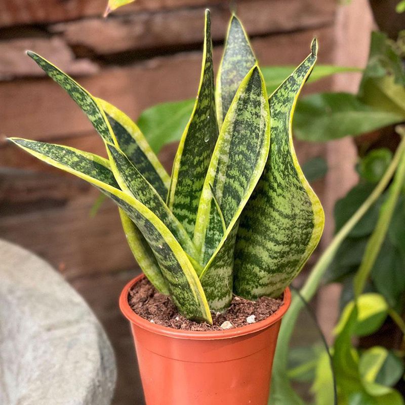 Planta-Natural-Sanseviera-Mediana