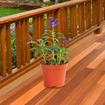 Planta-Natural-Tropical-5