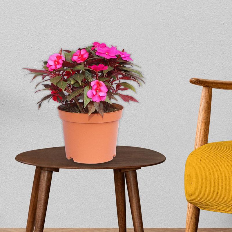 Planta-Natural-Tropical-7