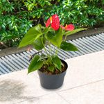 Planta-Natural-Anturio-Mediano