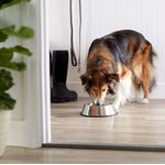Plato-Grande-de-Acero-Inoxidable-para-Mascota