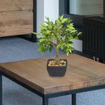 Ficus-Decorativo-en-Maceta