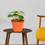 Planta-Natural-Tropical-Diseños-Surtidos