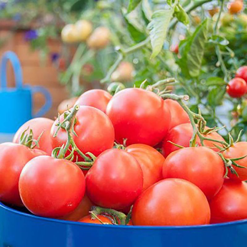 Semilla-de-Tomate-Redondo