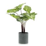 Planta Con Pote 40 Cm