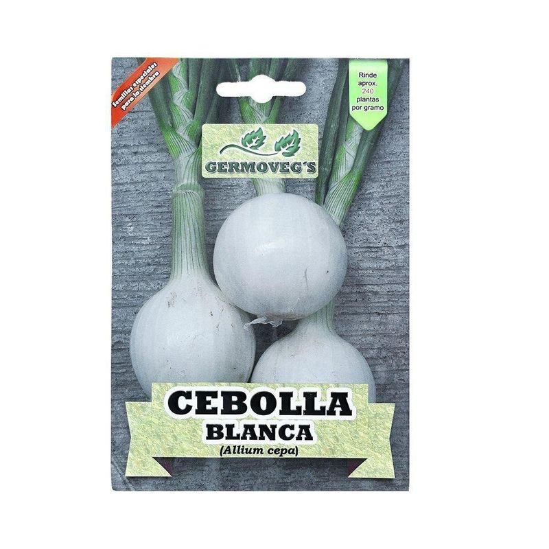 Semilla De Cebolla