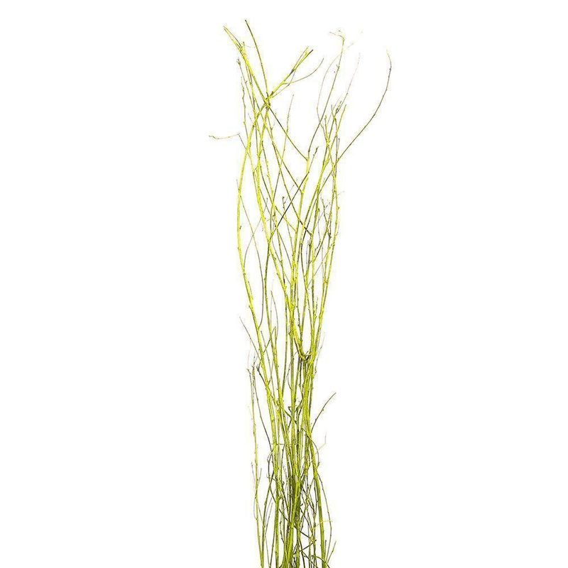 Ramas Artesanales 1.25 Mt. Alto 7 Tall - Kotz'ijal