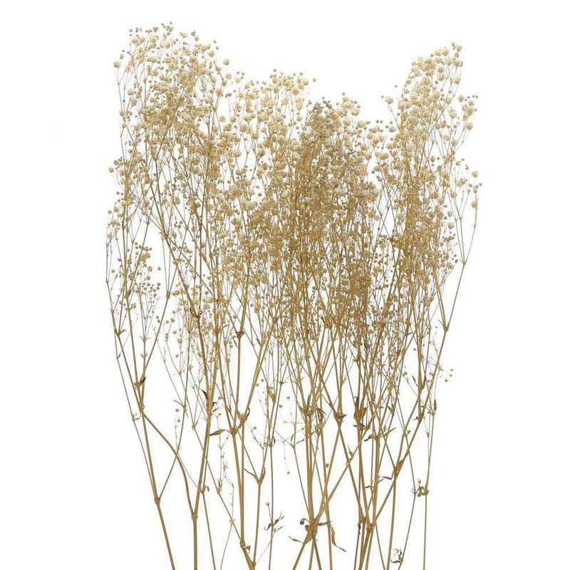 Baby Breath Preservado Natural 1 Unidad - Kotz'ijal