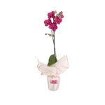 Orquídea Decorativa Phalaenopsis de 1 Tallo