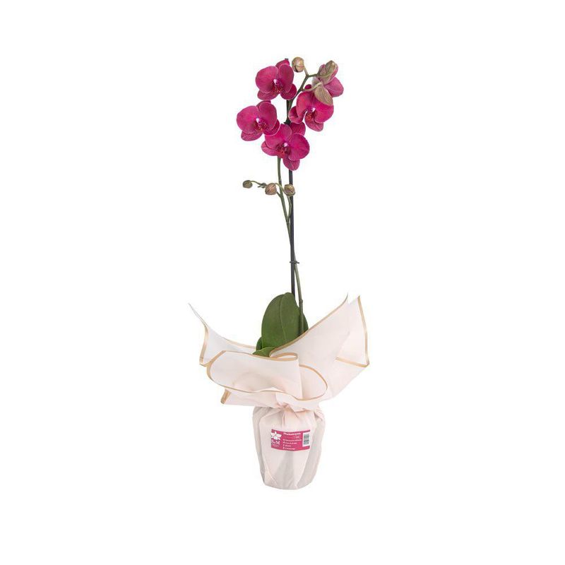 Orquídea Decorativa Phalaenopsis de 1 Tallo