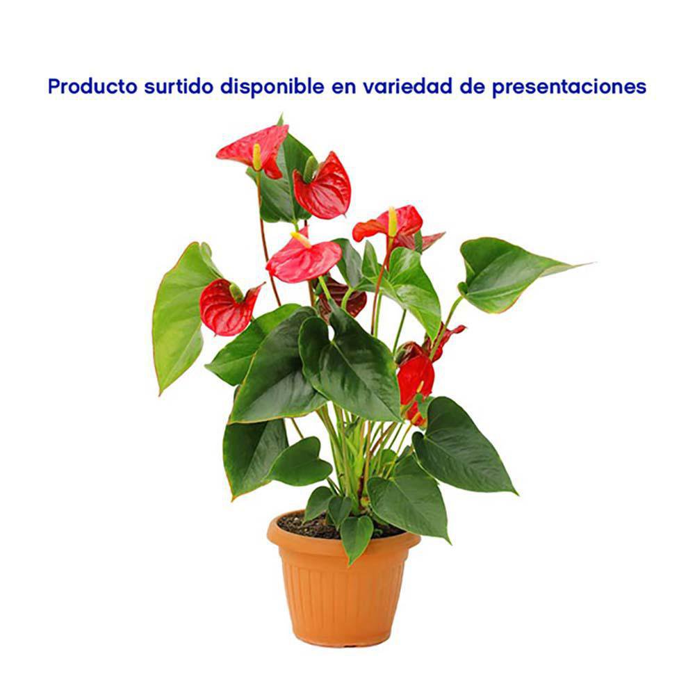 Planta Natural Sansevieria Con Maceta 30X20 Cm - Orquideas Sym - Cemaco