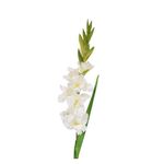 Gladiola Artificial Blanca 93 Cm - Concepts