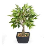 Ficus En Maceta