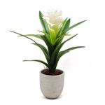 Piña En Maceta Grande
