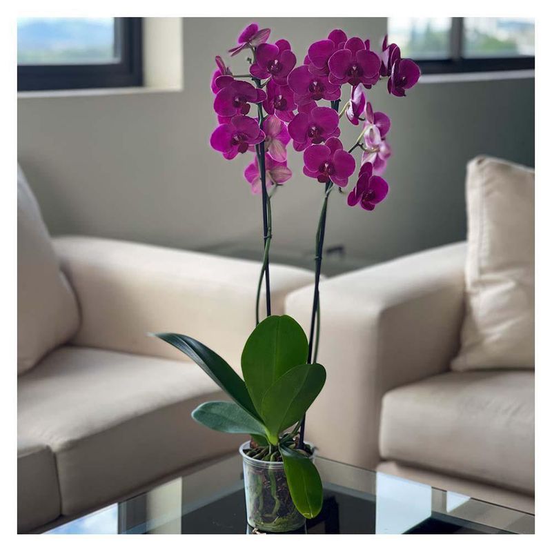 Orquidea-2-Tallos-Cemaco