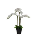Orquídea Blanca En Maceta - Viva