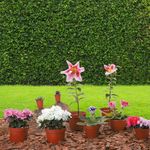 Plantas Vivas Colores Surtidos - Florasol
