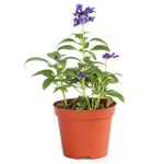 Maceta Planta Natural Fruto Flores Moradas Semi Sombra Presentaciones Surtidas - Florasol