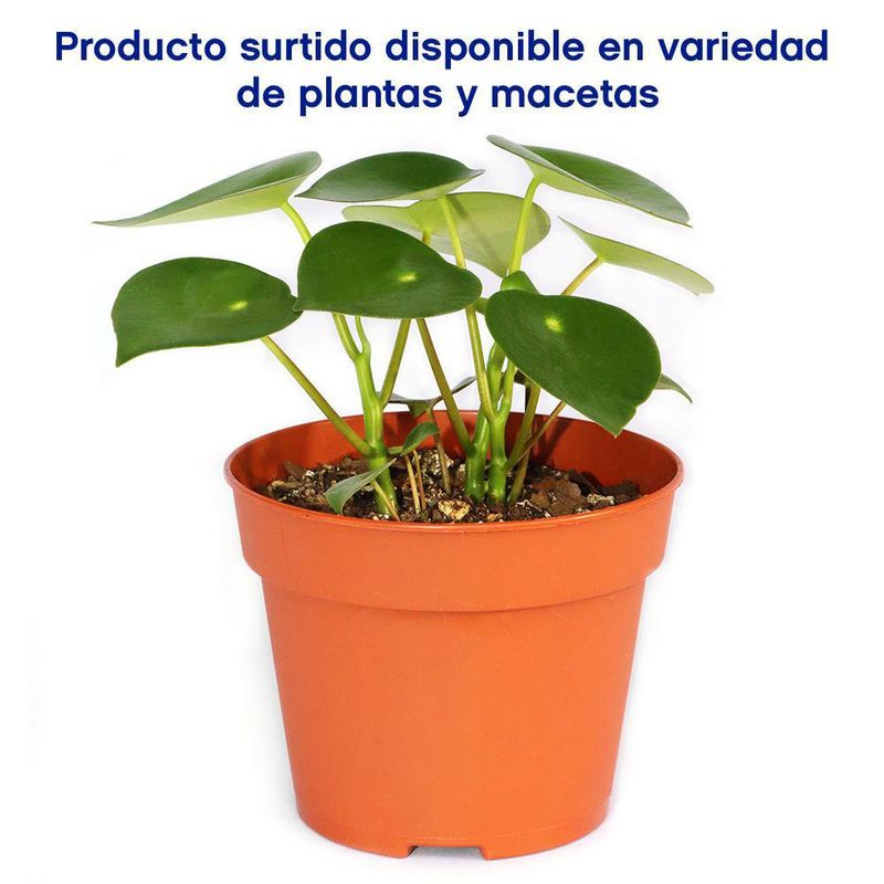 Maceta Planta Natural Tropical De Semi Sombra Presentaciones Surtidas - Florasol