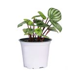 Maceta Planta Natural Tropical De Semi Sombra Presentaciones Surtidas - Florasol
