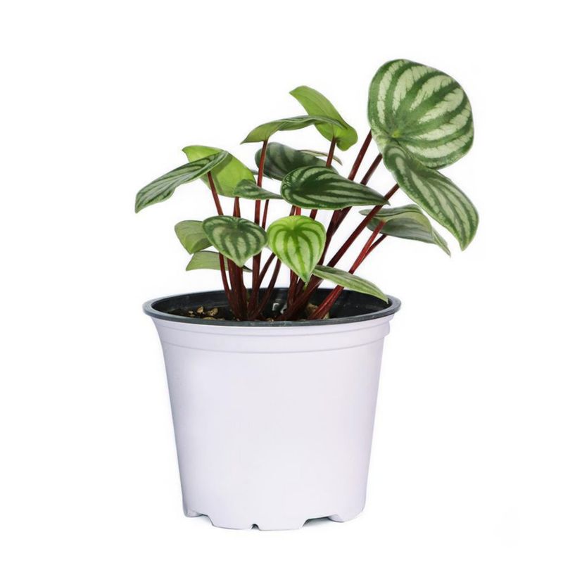 Maceta Planta Natural Tropical De Semi Sombra Presentaciones Surtidas - Florasol