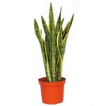 Maceta Con Planta Natural Lengua De Suegra De Sol - Florasol