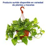 Maceta Con Planta Natural Tropical De Sol Presentaciones Surtidas - Florasol