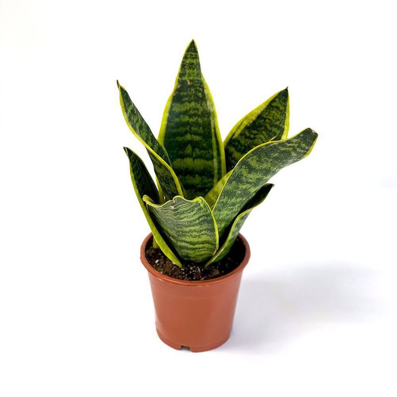 Planta Natural Sansevieria Con Maceta 30X20 Cm - Orquideas Sym - Cemaco