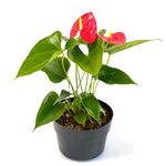 Planta Natural Anturio Con Maceta 35X30 Cm - Orquideas Sym