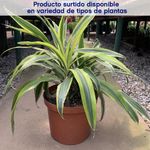 Planta Natural Tropical Presentaciones Surtidas - Florasol