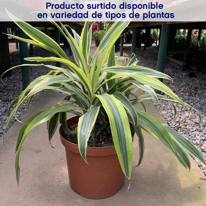 Planta Natural Tropical Presentaciones Surtidas - Florasol