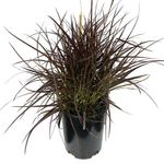 Planta Natural Tropical Presentaciones Surtidas - Florasol